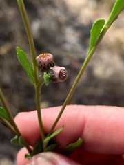 Sphaeromorphaea major