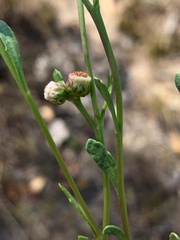 Sphaeromorphaea major