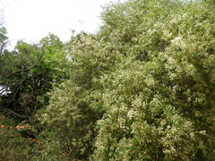 Blepharocalyx salicifolius