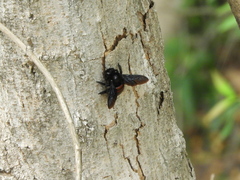 Xylocopa frontalis