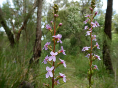 Stylidium armeria