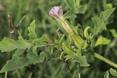Datura quercifolia