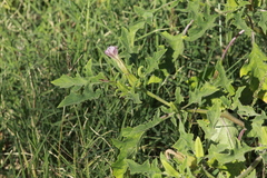 Datura quercifolia