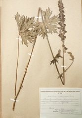 Aconitum moldavicum