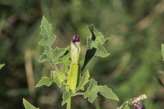 Datura quercifolia