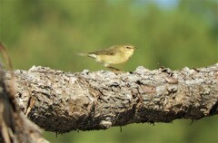 Phylloscopus trochilus