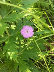 Dianthus chinensis