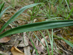 Stylidium armeria