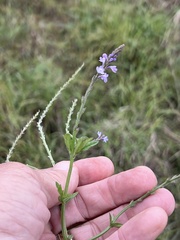 Verbena xutha