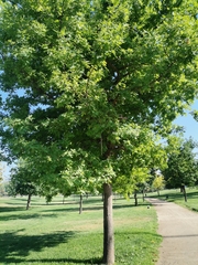 Quercus