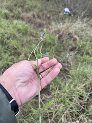 Verbena xutha