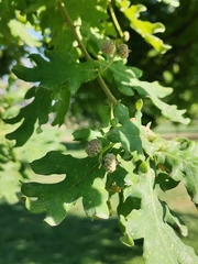 Quercus
