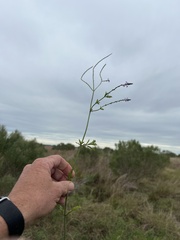 Verbena xutha