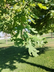 Quercus