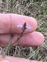 Verbena xutha