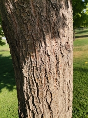 Quercus