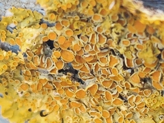 Xanthoria parietina