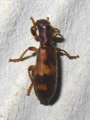 Cymatodera undulata