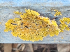 Xanthoria parietina