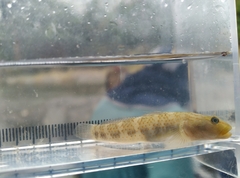 Rhinogobius maculafasciatus
