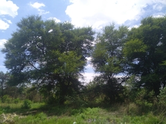 Vachellia karroo