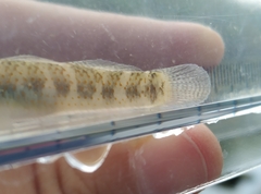 Rhinogobius maculafasciatus