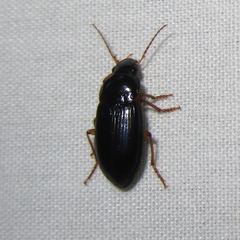Notiobia