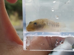 Rhinogobius maculafasciatus