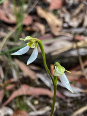 Eriochilus cucullatus
