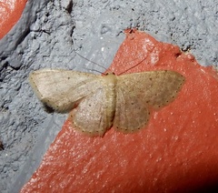 Idaea