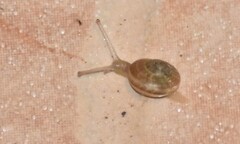 Otala lactea