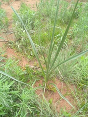 Hypoxis rigidula
