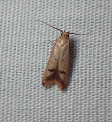 Tachystola hemisema