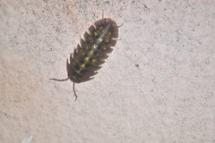 Armadillidium granulatum