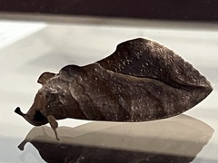 Eudocima serpentifera