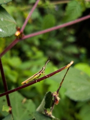 Neorthacris