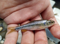 Candidia pingtungensis