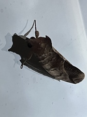 Eudocima serpentifera