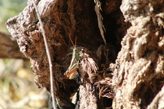 Melanoplus thomasi