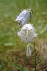 Campanula barbata