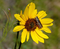 Acrididae