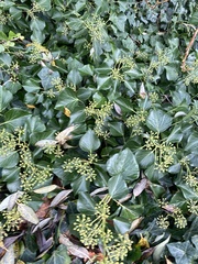 Hedera helix