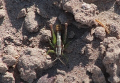 Phaedrotettix