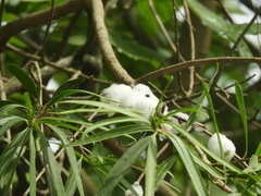 Cephisus siccifolius