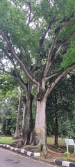 Ceiba pentandra