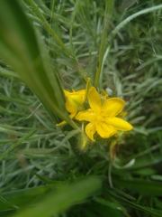 Hypoxis rigidula