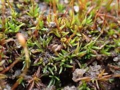 Aloina aloides