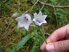 Campanula barbata