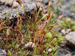 Aloina aloides