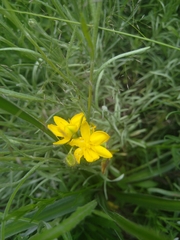 Hypoxis obtusa